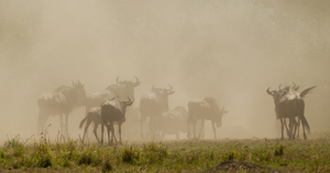 gnu